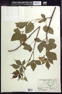 Rubus subtentus image