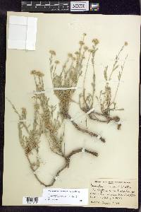 Sphaeromeria cana image