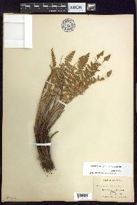 Woodsia scopulina image