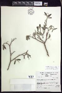 Lasiocarpus ferrugineus image