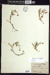 Cotula coronopifolia image