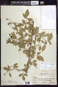 Rubus lucidus image