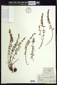 Woodsia scopulina image