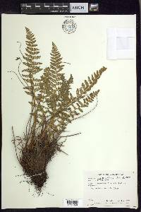 Woodsia scopulina image