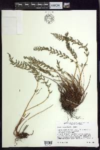 Woodsia scopulina image