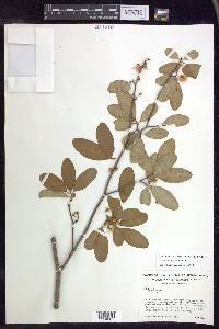 Lasiocarpus andersoniorum image