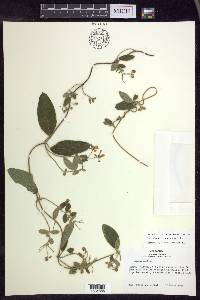 Gaudichaudia arnottiana image