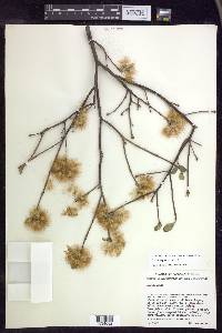 Lasiocarpus andersoniorum image