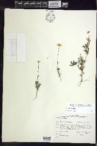 Anthemis cotula image