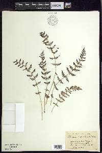 Woodsia scopulina image