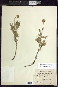 Tanacetum bipinnatum image