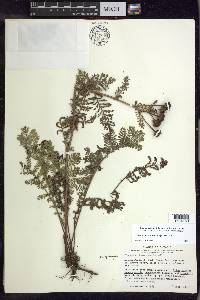 Tanacetum bipinnatum image