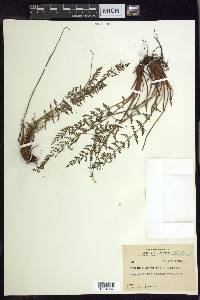 Woodsia scopulina image