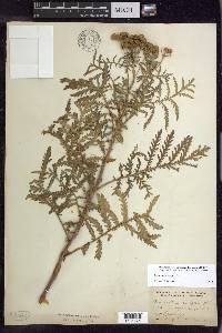 Tanacetum vulgare image