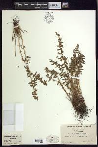 Woodsia scopulina image