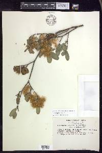 Lasiocarpus andersoniorum image