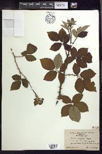 Rubus argutus image