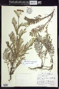 Tanacetum bipinnatum image