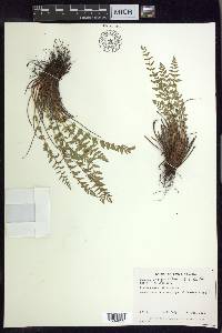 Woodsia scopulina image