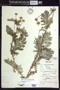 Tanacetum huronense image