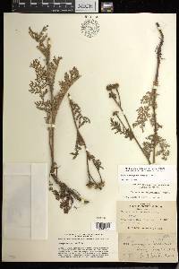 Tanacetum bipinnatum image