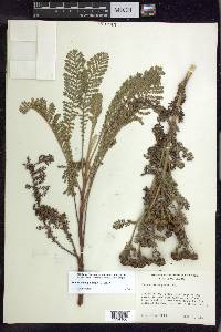 Tanacetum douglasii image