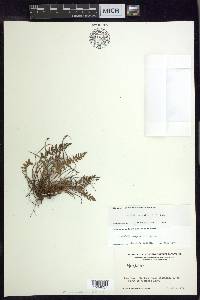 Woodsia scopulina image