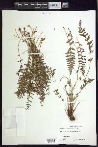 Woodsia scopulina image