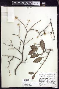 Lasiocarpus andersoniorum image