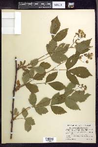 Rubus multiformis image