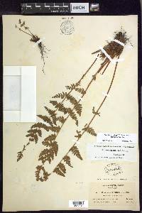 Woodsia scopulina image