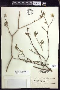 Lasiocarpus andersoniorum image