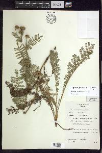 Tanacetum bipinnatum image