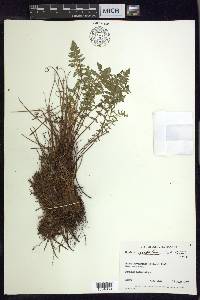 Woodsia scopulina image