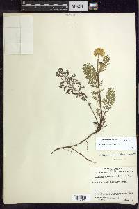 Tanacetum bipinnatum image