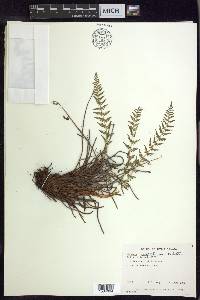 Woodsia scopulina image