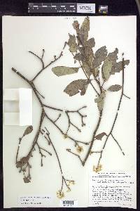 Lasiocarpus andersoniorum image