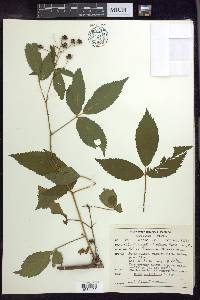 Rubus multilicius image