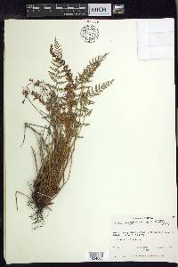 Woodsia scopulina image