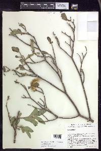 Lasiocarpus andersoniorum image