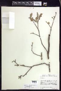 Lasiocarpus andersoniorum image