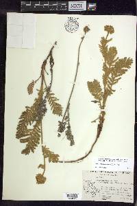 Tanacetum bipinnatum image