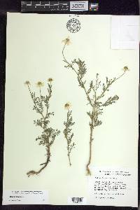 Anthemis arvensis image