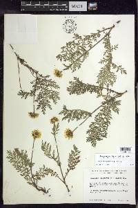 Tanacetum bipinnatum image