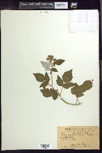 Rubus arizonicus image