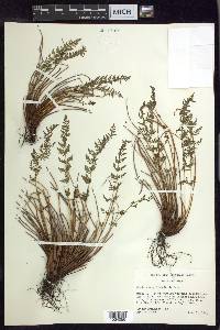 Woodsia scopulina image