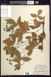 Rubus multiformis image