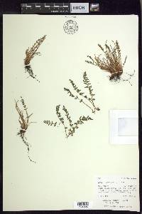 Woodsia scopulina image