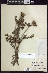 Tanacetum bipinnatum image