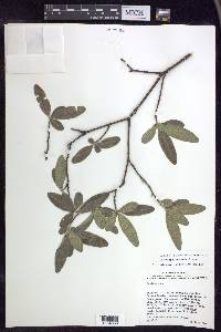 Lasiocarpus salicifolius image